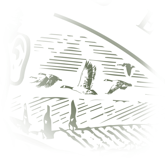 Illustration of a Canada Goose