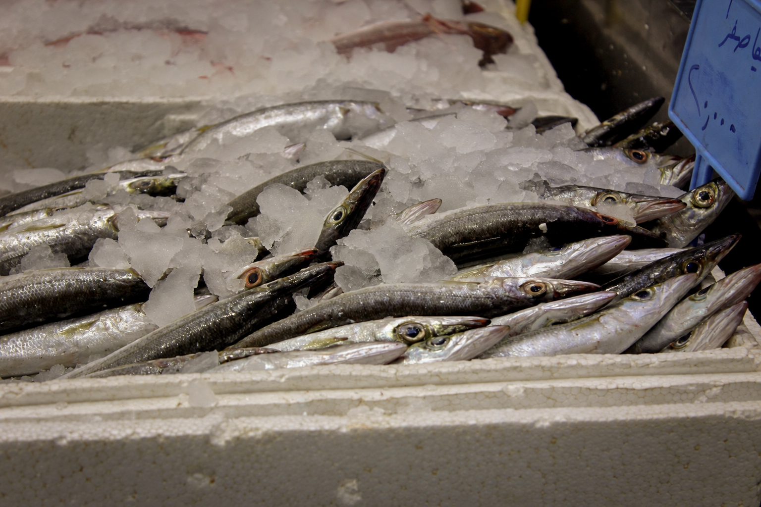 Rows of silver fish on ice