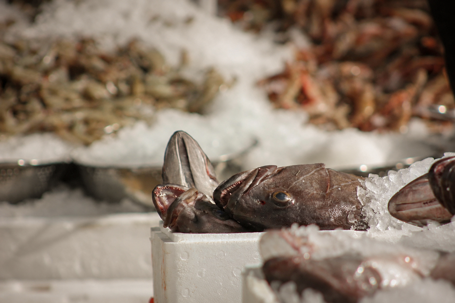 Fish and shrimp on ice at the stall