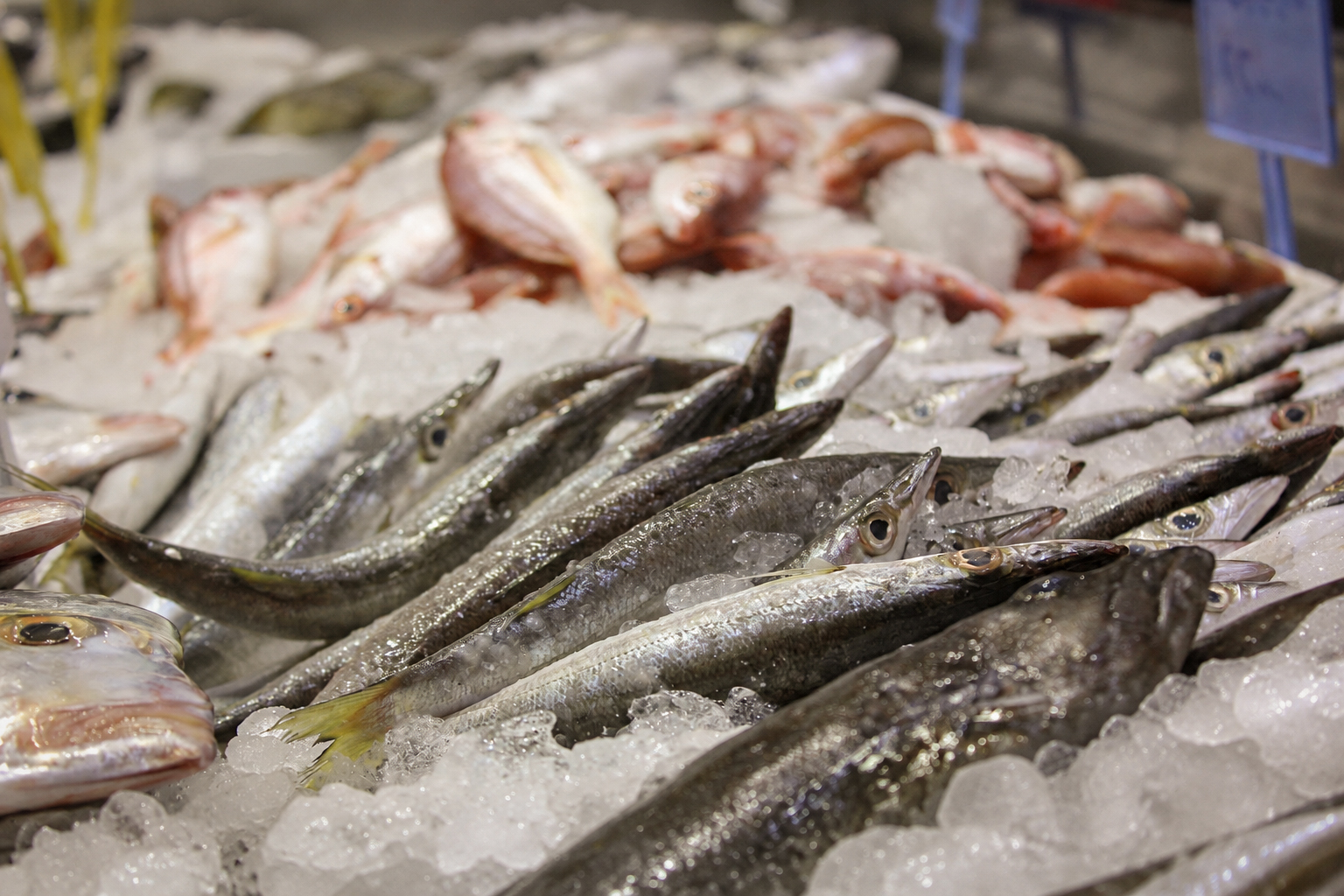 The morning catch laid out on ice