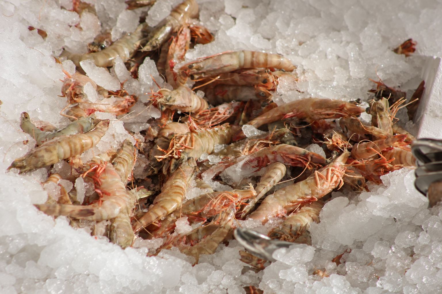 Fresh shrimp on crushed ice
