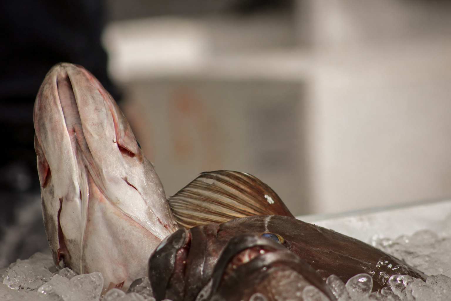 A large fish on ice, seen up close