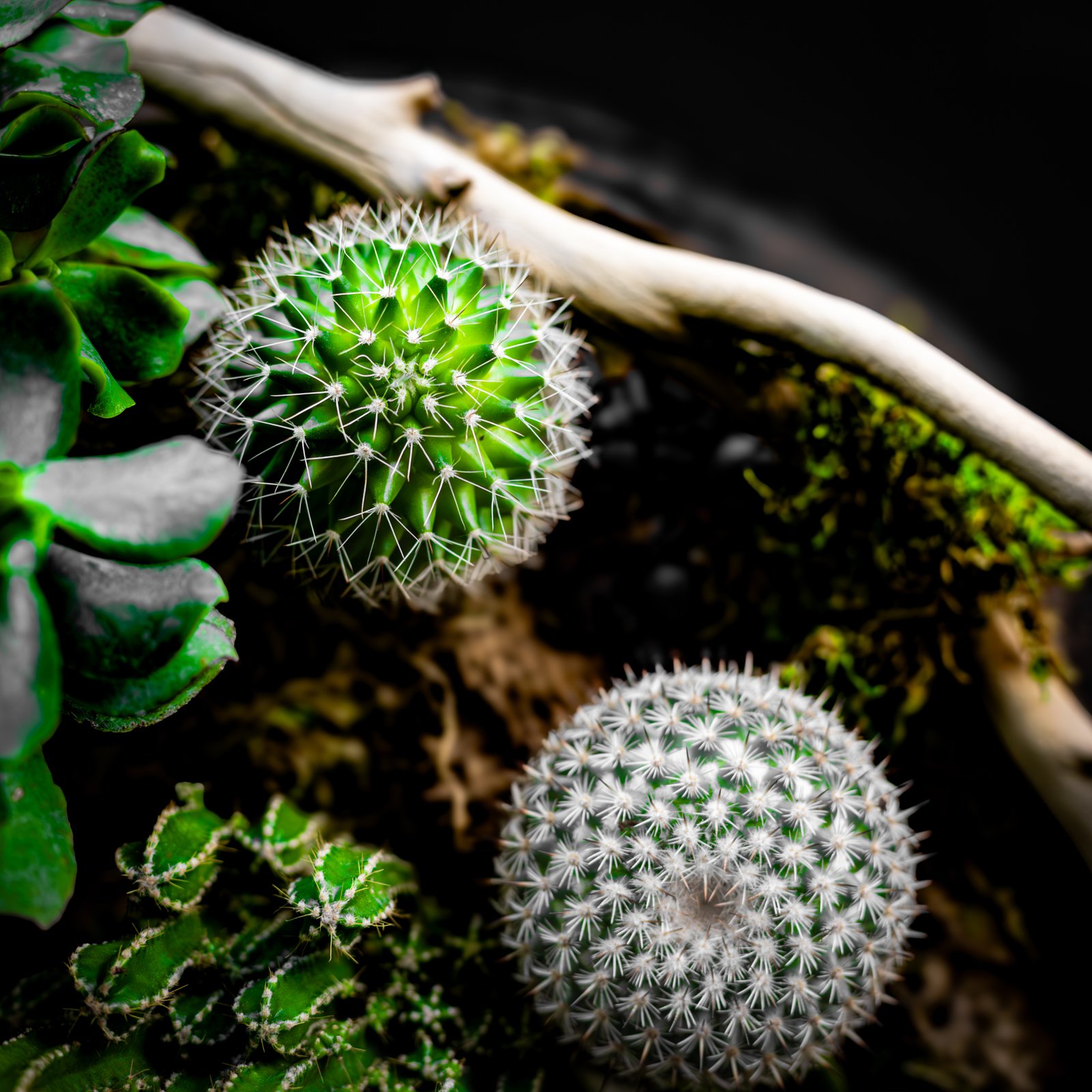 Kokedama moss balls